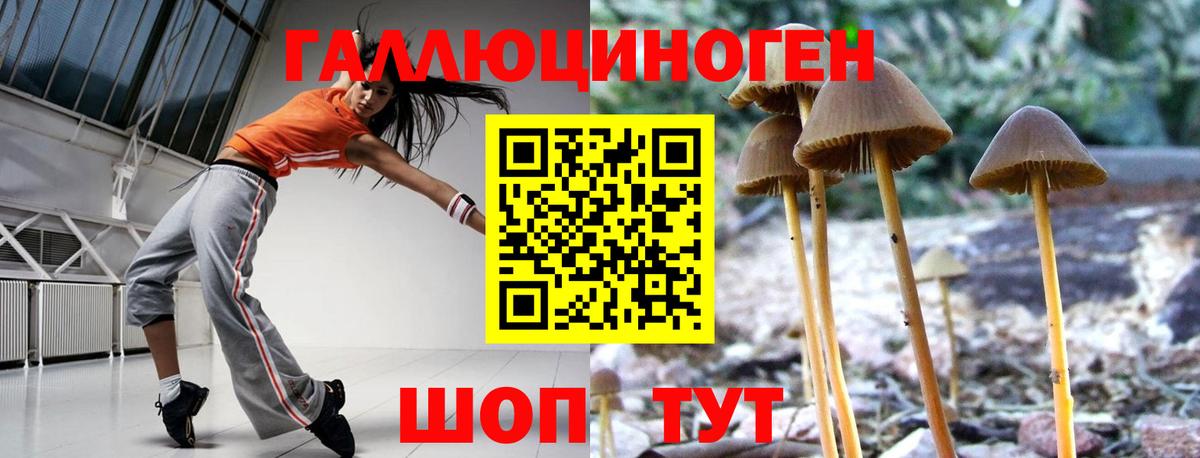 Псилоцибиновые грибы Psilocybe Казань